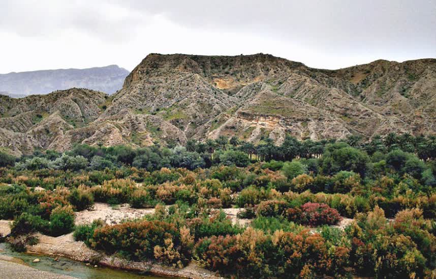 جنگل گلوبردکان بوشهر